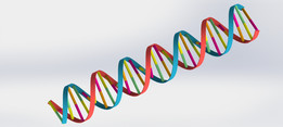 DNA��˫����