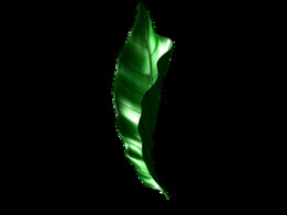 ����Ҷ