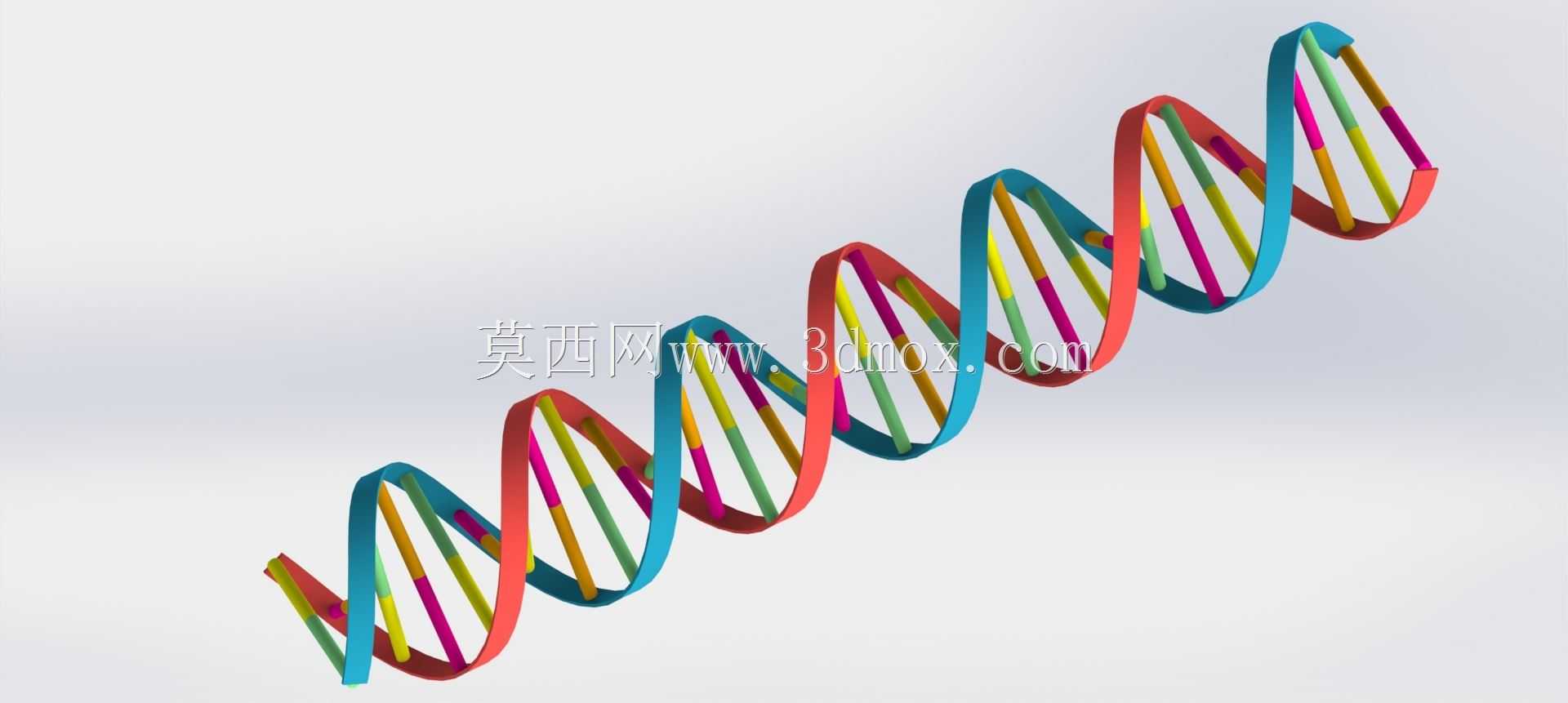 DNA��˫����