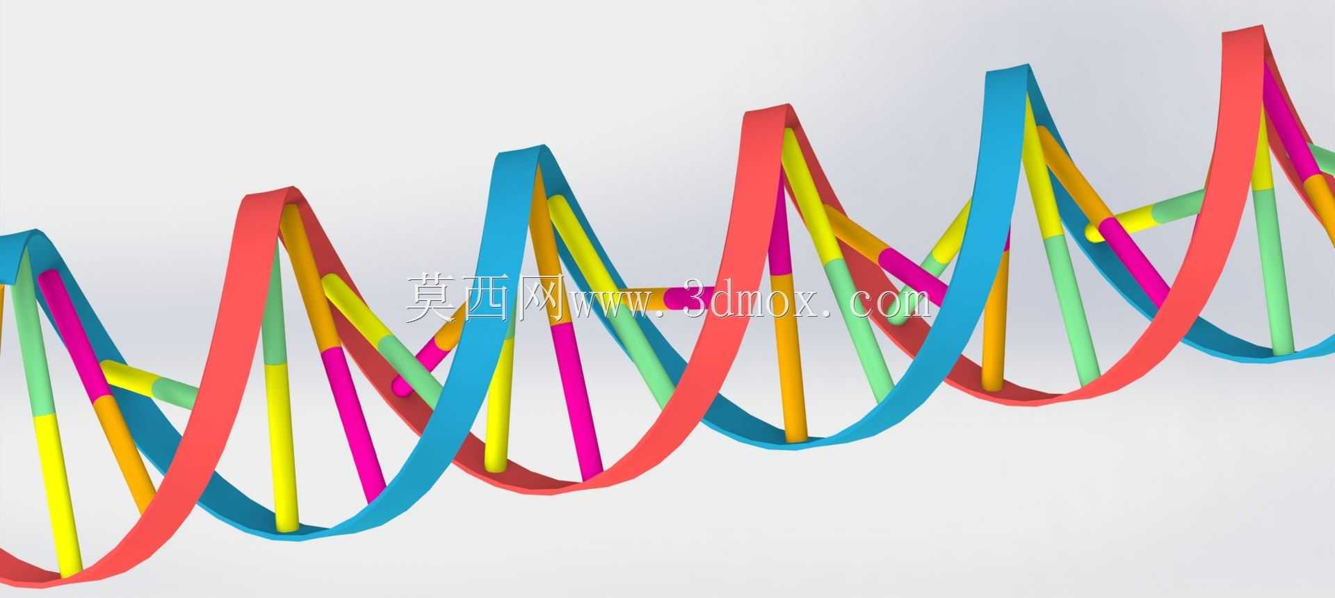 DNA��˫����