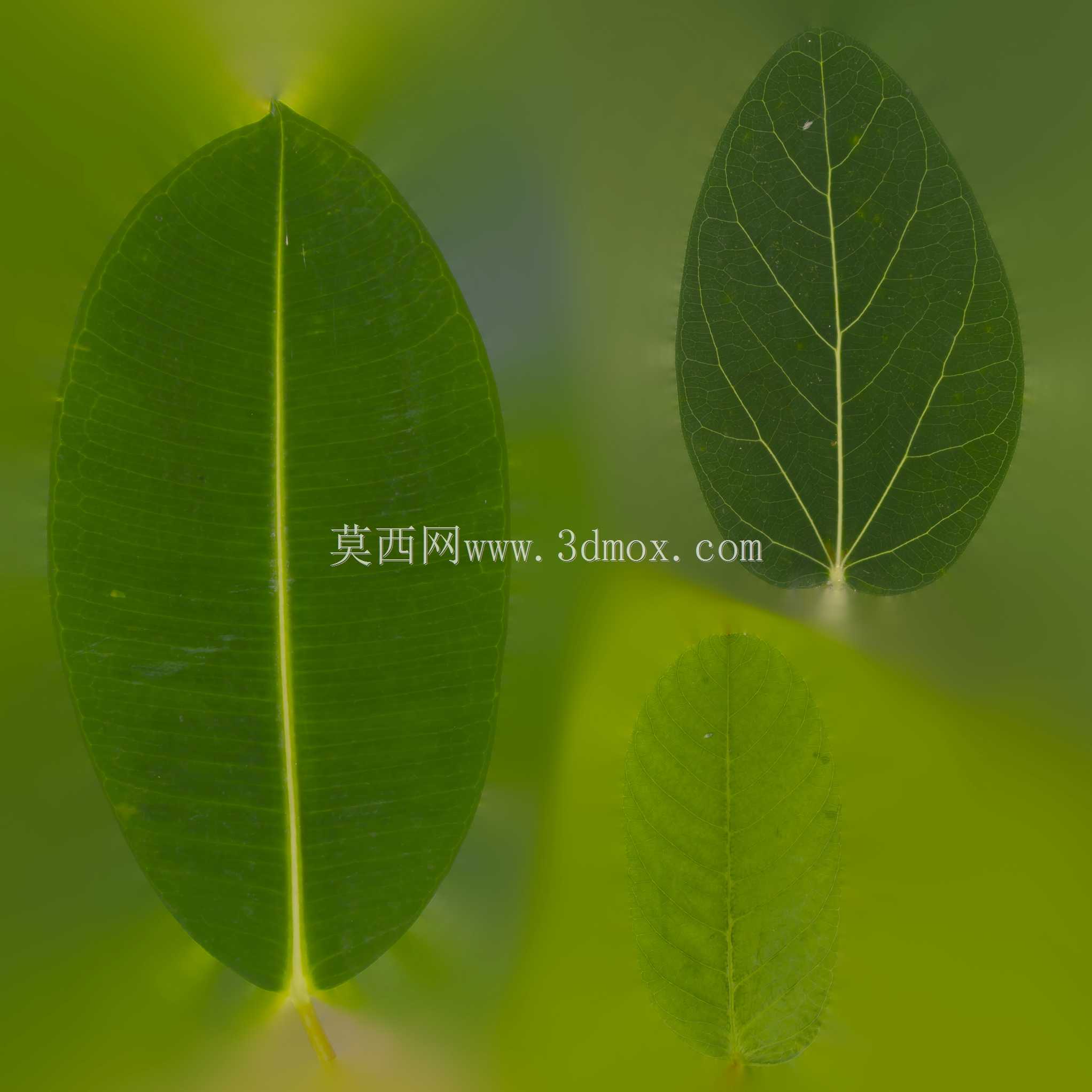 ����ֲ�Ｏ