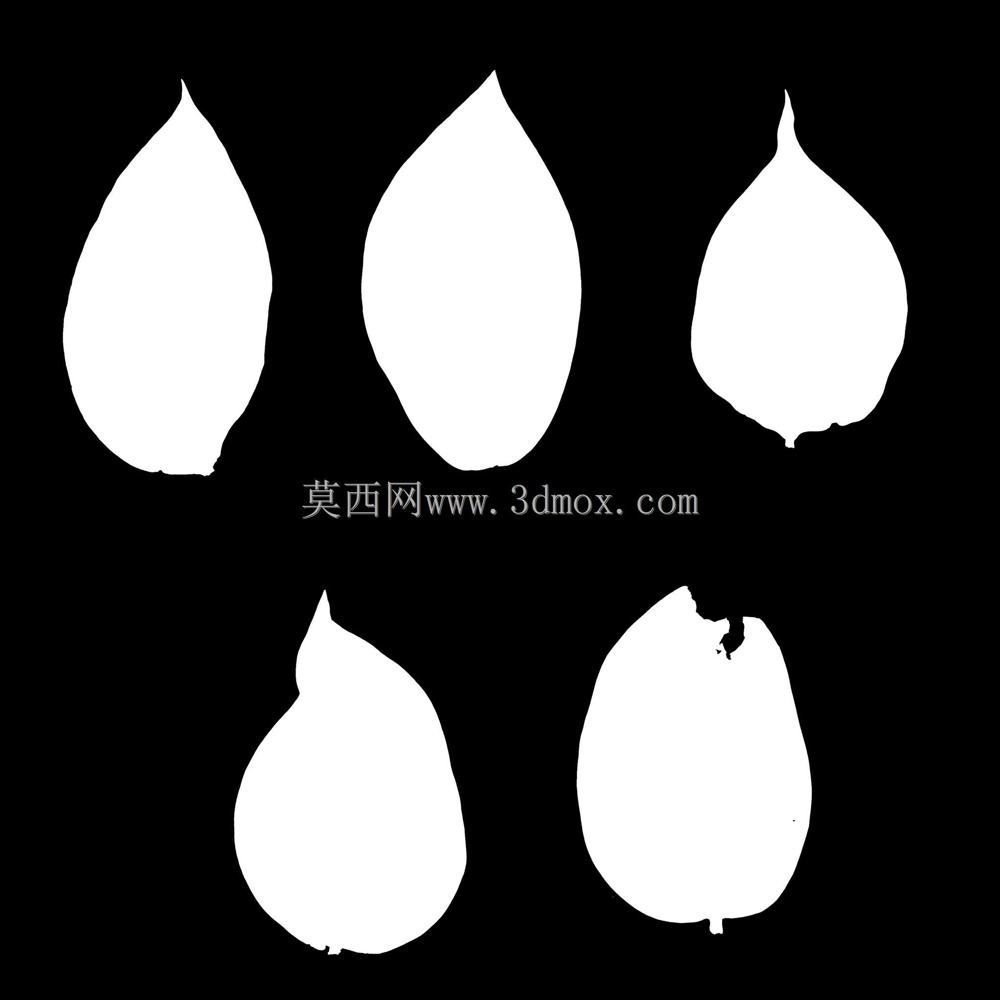����ֲ�Ｏ