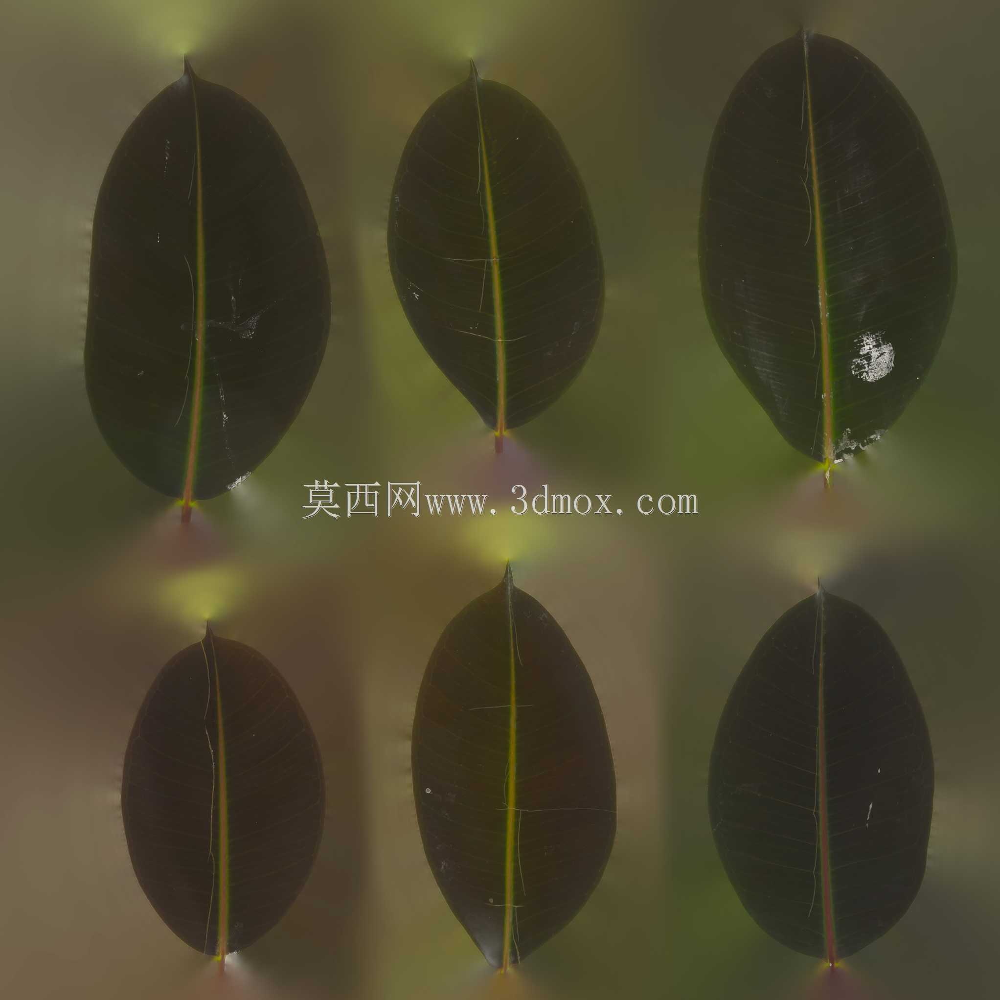 ����ֲ�Ｏ