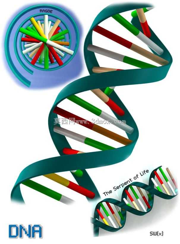 DNA��