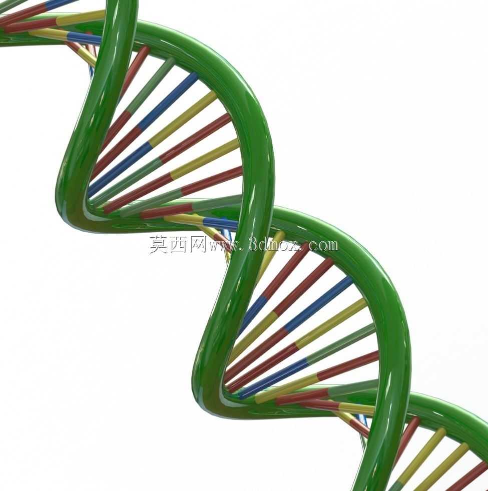 DNA��άģ��