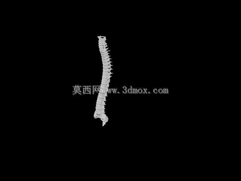 脊椎-仅渲染
