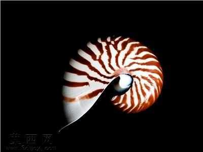 鹦鹉螺花盆和水罐