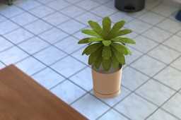 Ѫ��complanta