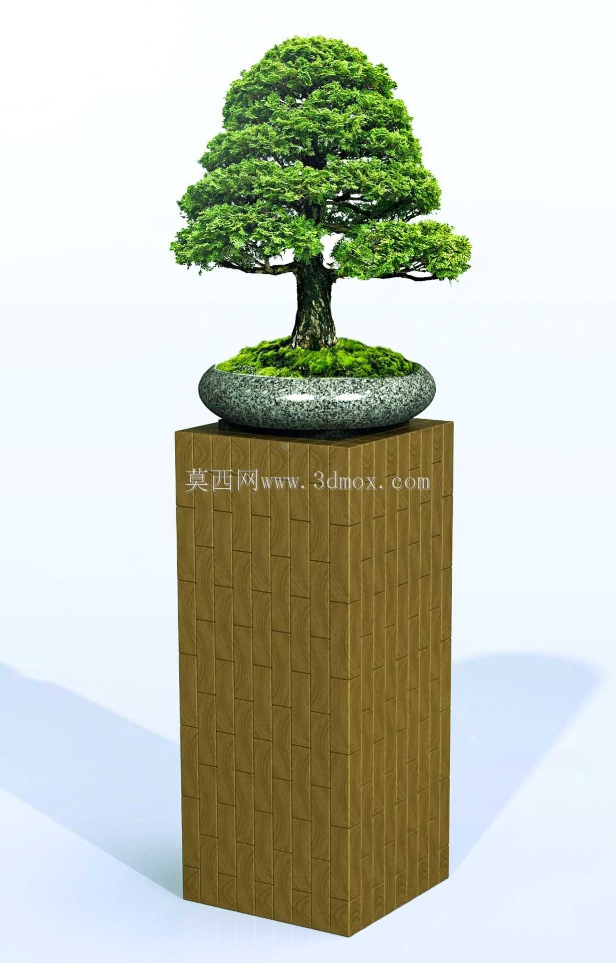 橡木盆景柱