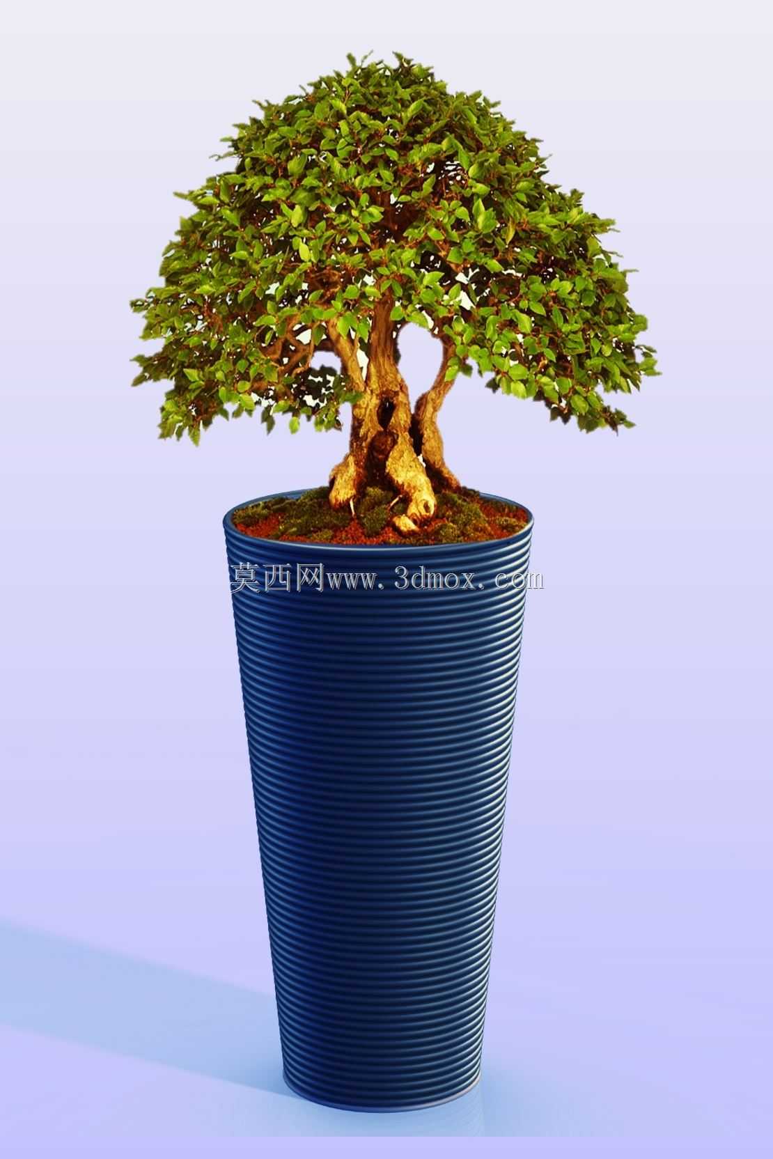 �����辰����
