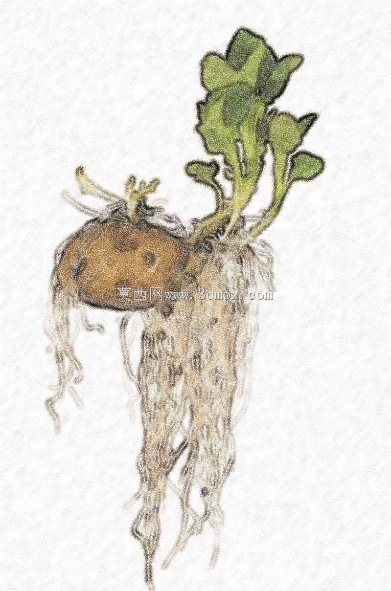 快速增长系统