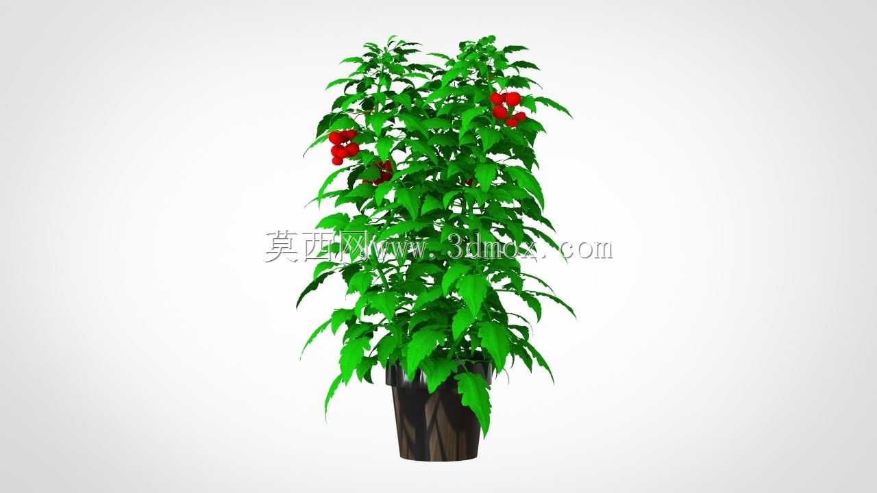 盆栽设计