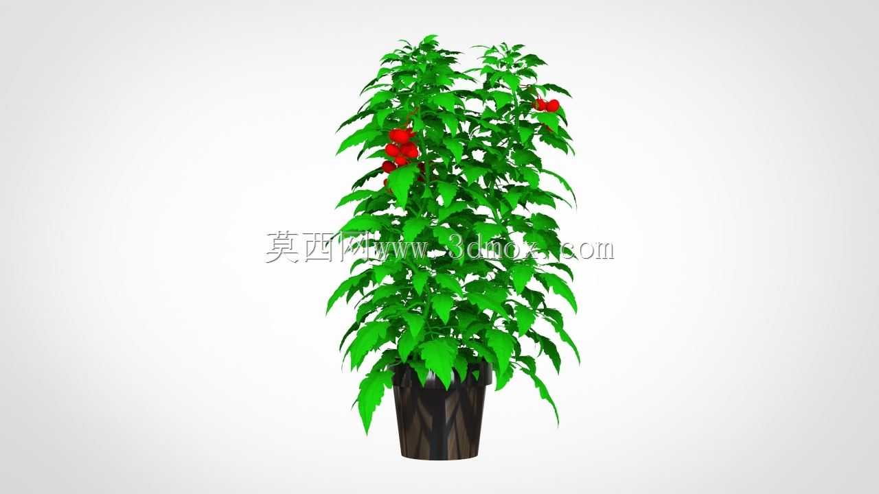 盆栽设计