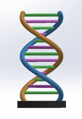 DNA֧��