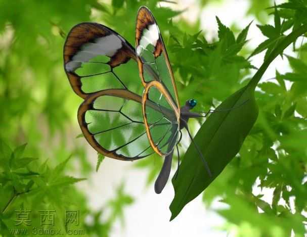 ������Oto
