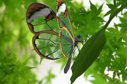 ������Oto