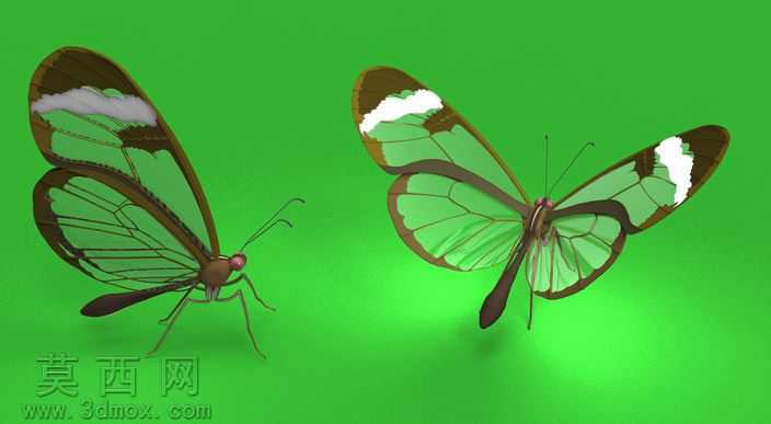 Glasswing蝴蝶