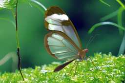 Glasswing����
