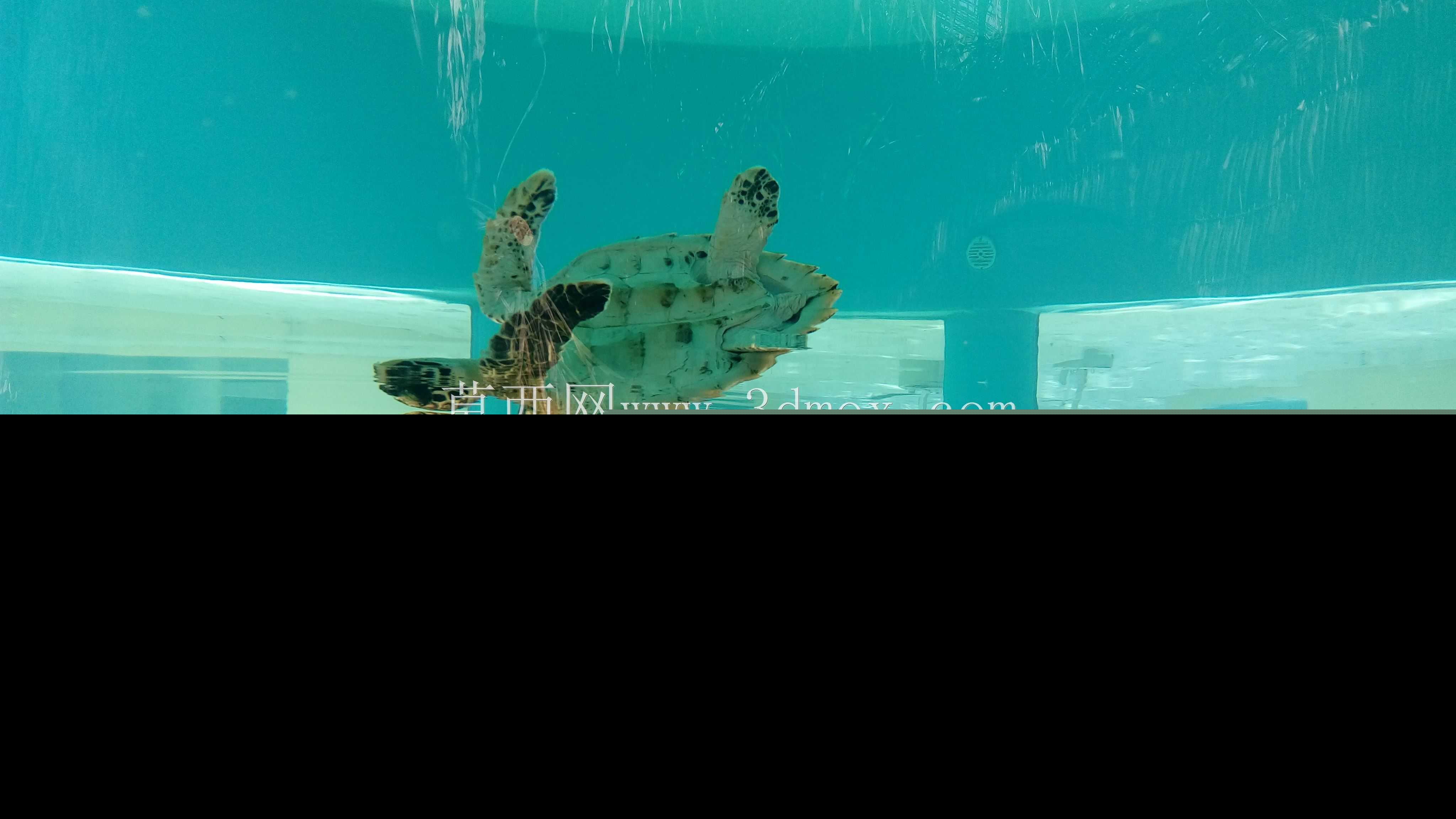 海龟拯救中心