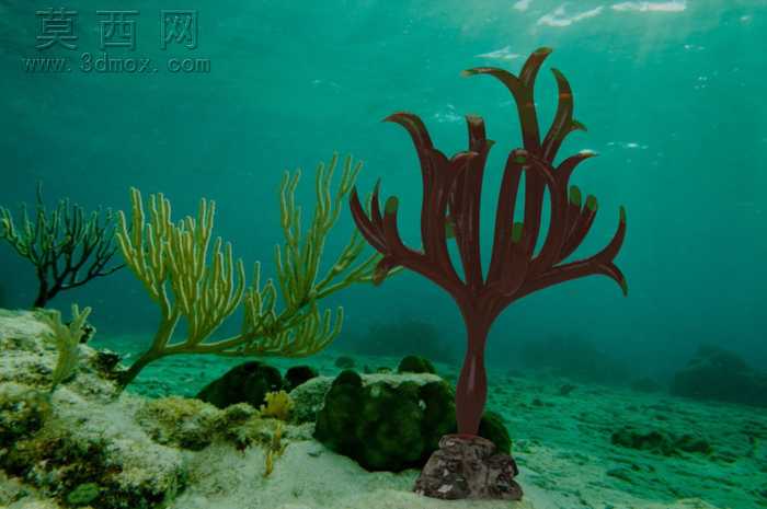 水族馆的鱼-38模型,100 效果图,一次下载!