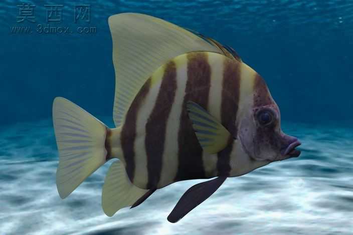 水族馆的鱼-38模型,100 效果图,一次下载!