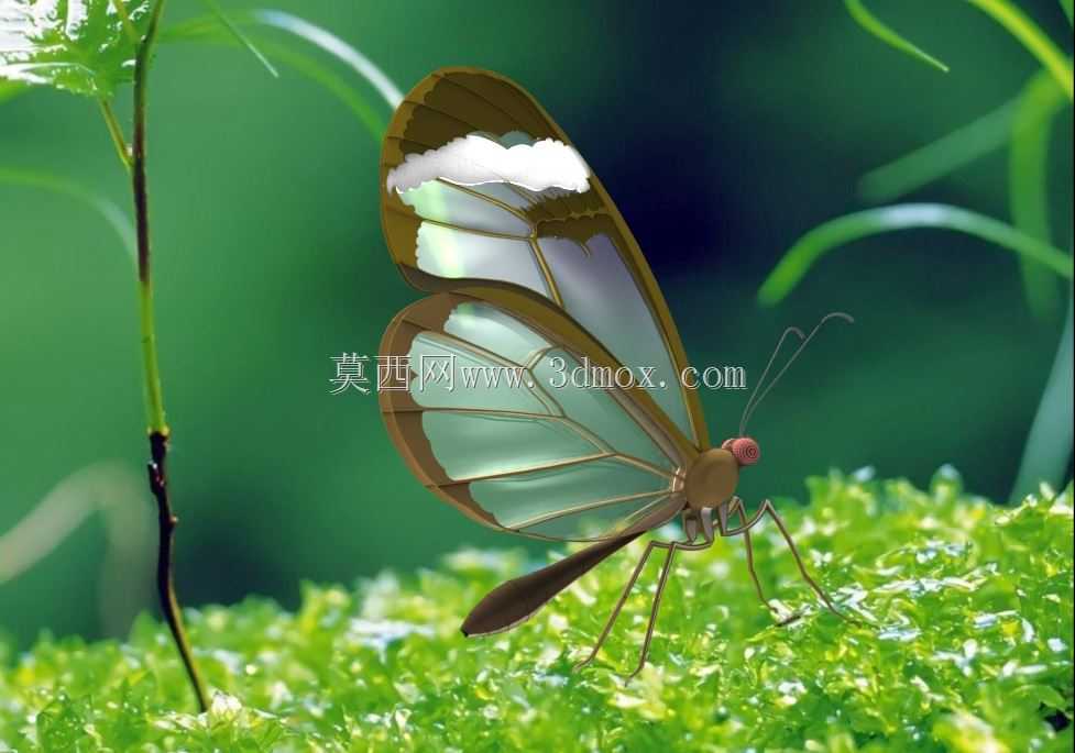透翅蝶