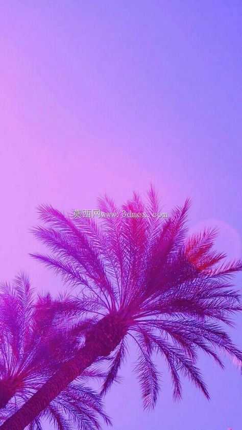 ����˹�Ƶ�