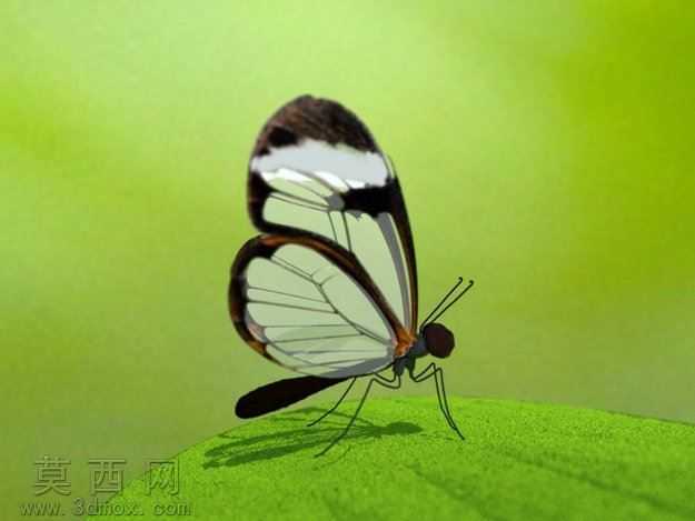 Glasswing����
