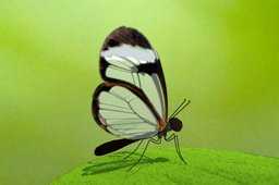 Glasswing����

