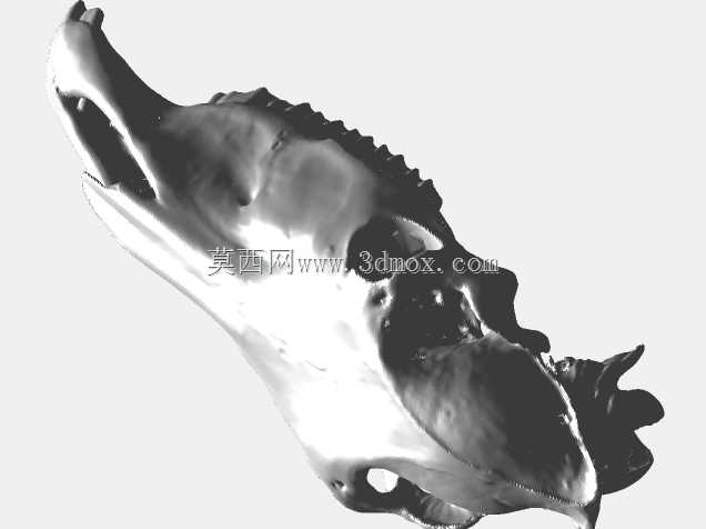 骷髅骑士,马骷髅。马驹
