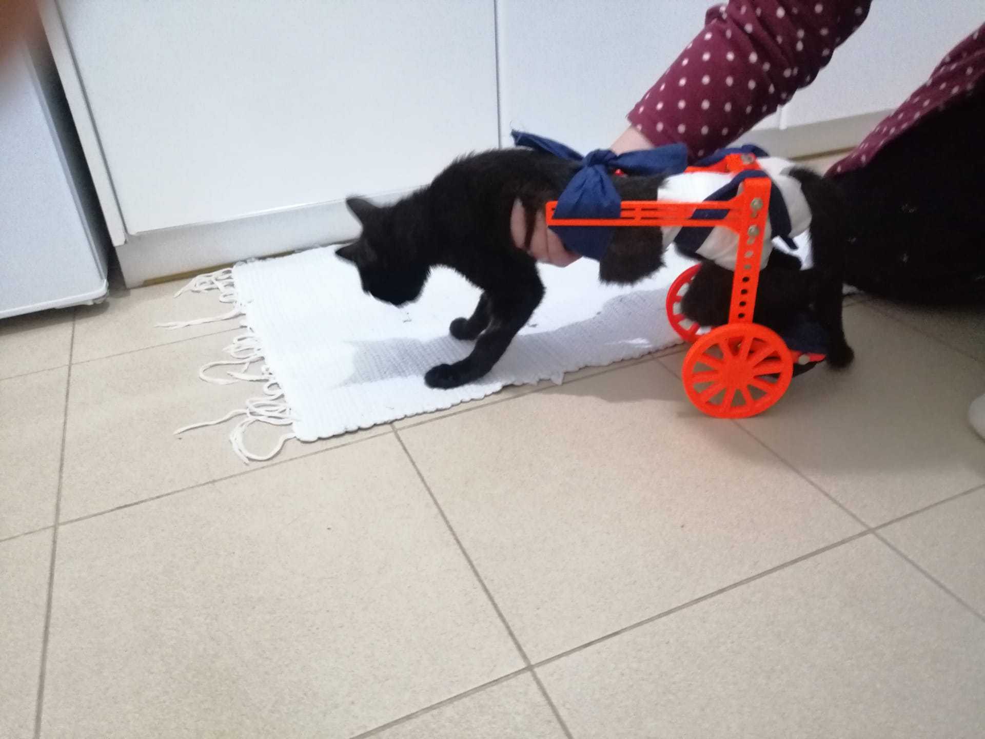 猫轮椅
