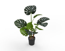 怪兽植物