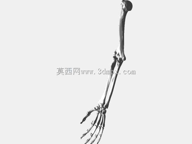 半人马骨架,半马半人。