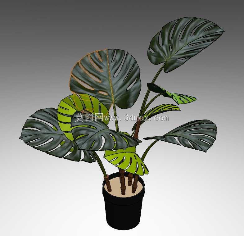 怪兽植物