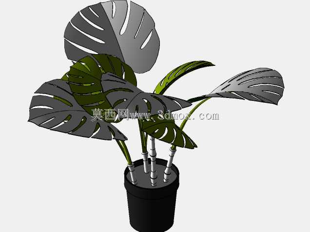怪兽植物