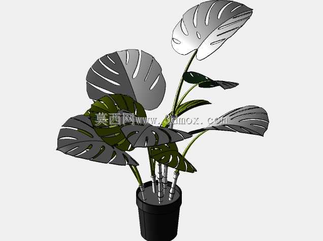 怪兽植物
