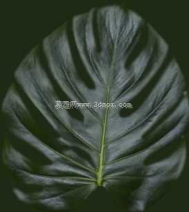 怪兽植物