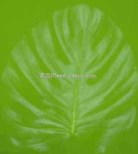 怪兽植物