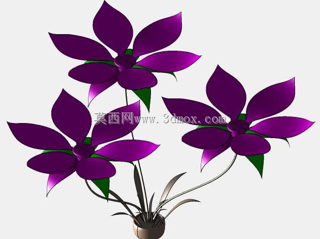 花卉植物