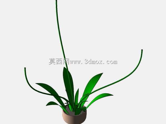 花卉植物