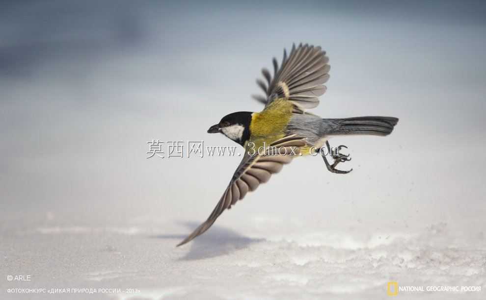 Titmouse 3英寸fpv框架四架直升机