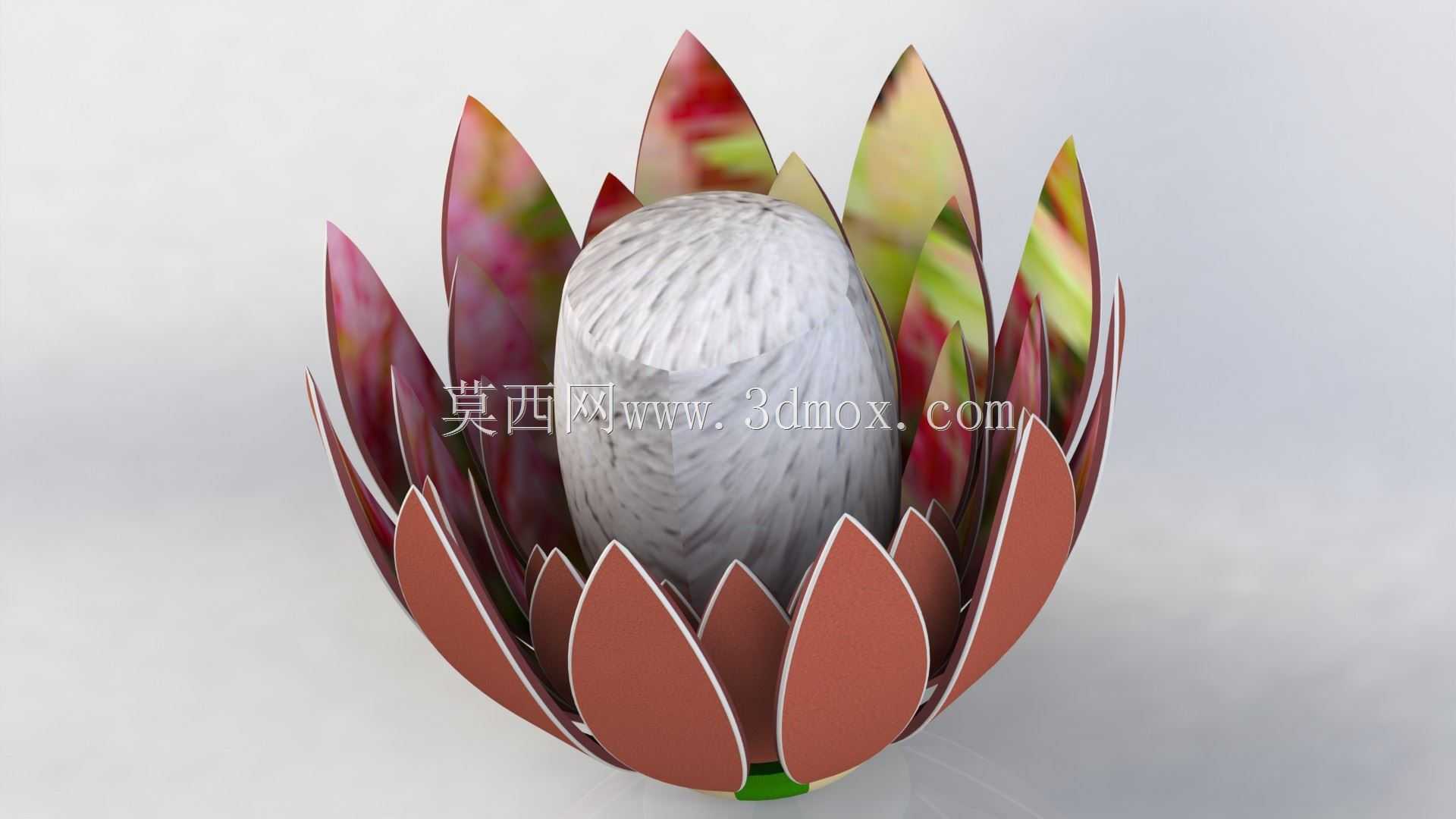 Protea����