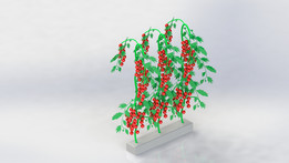 番茄