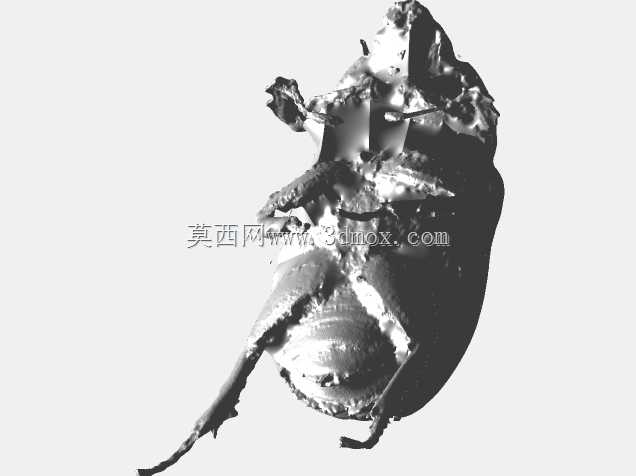 甲虫的3D扫描