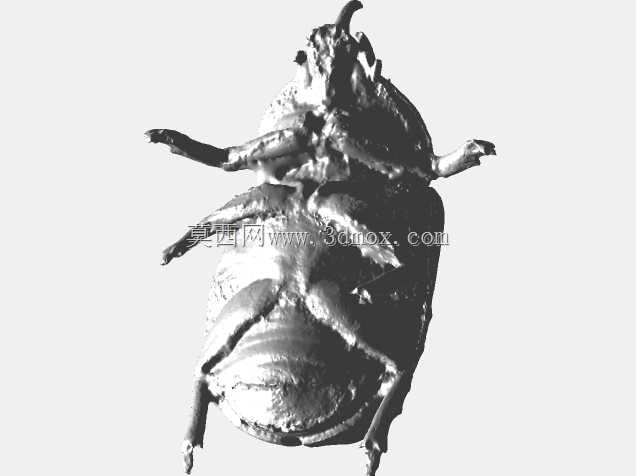 甲虫的3D扫描