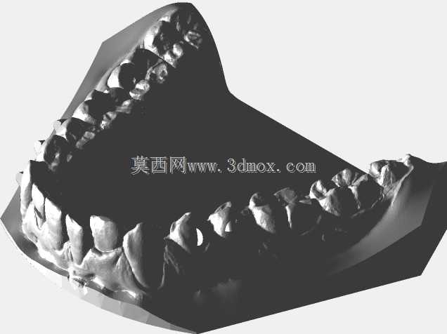 下颌和上颌牙齿模型