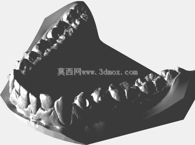 下颌和上颌牙齿模型