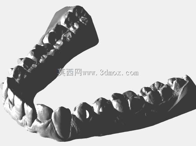 下颌和上颌牙齿模型