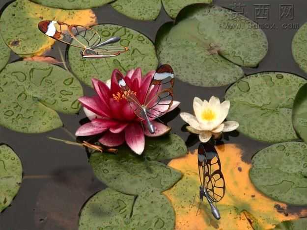 ����glasswing
