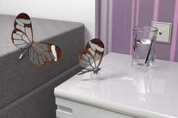 蝴蝶glasswing